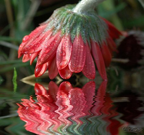 Nature, Water Reflection Photography, Distortion Photography, Reflection Pictures, Photo Macro, Reflection Photos, Reflection Art, Reflection Photography, Hidden Beauty