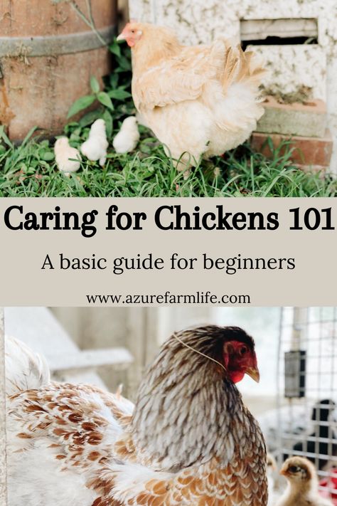 Farm For Beginners, Best Food For Chickens, Chicken 101 Raising, Getting Started With Chickens, Daily Chicken Routine, Taking Care Of Chickens For Beginners, Backyard Chickens For Beginners, Chicken Keeping For Beginners, Chicken Starter Kit