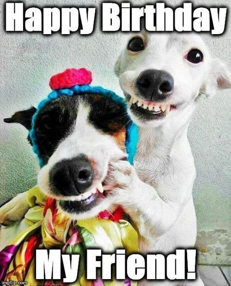 The BEST Happy Birthday Memes Better Than A Gift Happy Birthday Buddy Funny, Heppy Brdey To You, Funny Birthday Animals, Dogs Wishing Happy Birthday, Happy Birthday Dogs Funny So Cute, Funny Birthday Images, Funny Birthday Wish For Friend, Happy Birthday Guy Friend Funny, Funny Friend Birthday Quotes