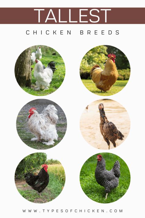 Tallest Chicken Breeds Giant Cochin Chickens, Sultan Chicken, Largest Chicken Breed, Chicken Breeds Chart, Chicken Composting, Barred Rock Chickens, Australorp Chicken, Jersey Giant, Sussex Chicken