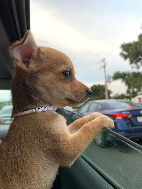 Cute Dogs Chihuahua, Chihuahua With Wig, Chiuaua Dog, Pets Aesthetic, Dachshund Chihuahua, Brown Chihuahua, Teacup Chihuahua Puppies, Cute Small Dogs, Baby Chihuahua