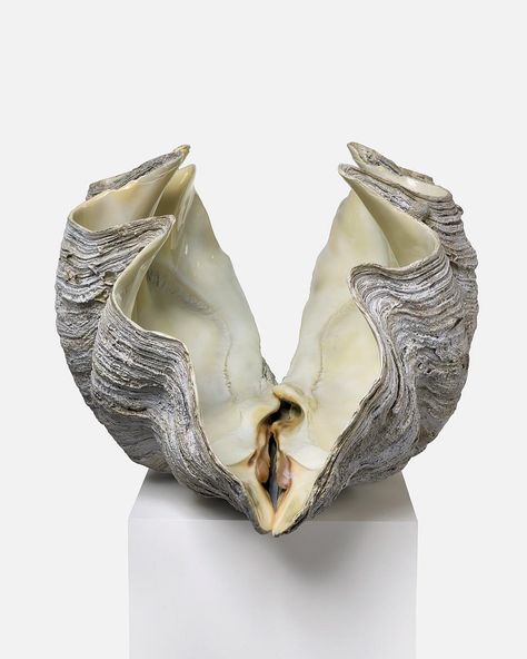 'Extraordinarily Large Museum Specimen of Giant Clam Shell' now on view at Palazzo Grassi in #damienhirsttreasures  .  .  .  Photographed by Prudence Cuming Associates Nature, Sea Shell Sculpture, Open Clam Shell, Clam Shell With Pearl, Clam Pearl, Shell Drawing, Giant Clam Shell, Shell Animals, Shell Sculpture