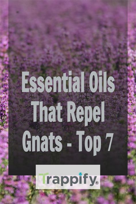 Dealing with gnats isn’t a fun task. You’re torn between getting chemical pesticides that’ll solve your problem in an instant or opting for natural products to maintain healthy air in your house. Here are the top 7 essential oils that repel gnats. What Essential Oils Repel Flys, Essential Oils To Get Rid Of Nats, Knat Repellant Outdoor, Gnat Repellant Essential Oils, Essential Oil For Gnats, Essential Oils To Repel Bugs, Essential Oils For Gnats How To Get Rid, Gnat Repellant For Humans, Essential Oils To Get Rid Of Gnats
