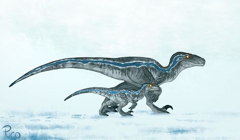 Milla Székely on Instagram: “Blue and Beta from Jurrasic World Dominion. I learned about betas dew claw after i finished this piece so dont get angry at me…” Blue Jurassic World Fanart, Jurrasic World Dominion, Jurrasic World, Velociraptor Blue, Blue Jurassic World, Realistic Animal Drawings, Jurassic World Dominion, Dinosaur Tattoos, Jurrasic Park