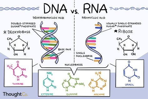 Macro Molecules Notes, Dna Rna Notes, Dna And Rna Biology Notes, Dna Structure Notes, Biomedical Science Notes, Dna Notes Biology, Dna Anatomy, Dna And Rna Structure, Biology Anatomy