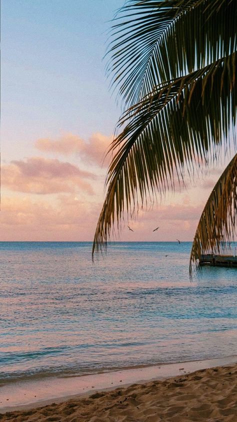 Hawaii Aesthetic, Palm Trees Wallpaper, Beach Sunset Wallpaper, Hawaii Pictures, Palm Tree Sunset, Rainbow Aesthetic, Ocean Wallpaper, Beach Wallpaper, Wallpaper Cave