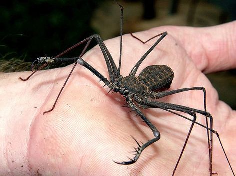 The tailless whip scorpion, aka the whip spider, looks a little like a cornucopia of different types of arachnids. With long, skinny legs they look like a spider, but nope. It’s not a spider. Its first pair of legs end in antennae that are used to help it see and locate prey, as they can’t see too well; even though they have multiple eyes. The large, scary-looking pedipalps look like giant, elongated claws. They look a scorpion’s claws, but this critter has no metasoma (tail) or telson... Nature, Tailless Whip Scorpion, Whip Spider, Insect Reference, Whip Scorpion, Animals Walking, Fairy Armadillo, Arachnids Spiders, Creepy Animals
