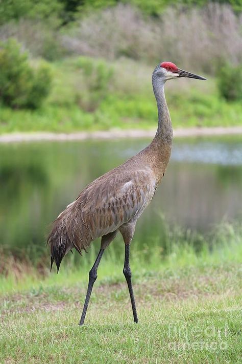 Kat Dennings, Shorebirds, Crane Drawing, Birds Photography Nature, Crane Tattoo, Sandhill Cranes, Sandhill Crane, Bird Identification, Crane Bird