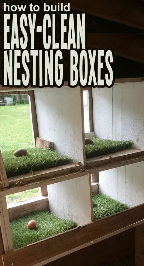 How To Grow Watermelon, Easy Chicken Coop, Chicken Coup, Coop Design, Chicken Coop Designs, Keeping Chickens, Nesting Box, Building A Chicken Coop, Mini Farm