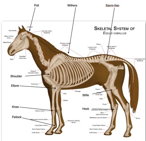Veterinarians Medicine, Large Animal Vet, Equine Anatomy, Equine Veterinarian, Equine Veterinary, Anatomy Images, Veterinary Assistant, Horse Facts, Vet Student