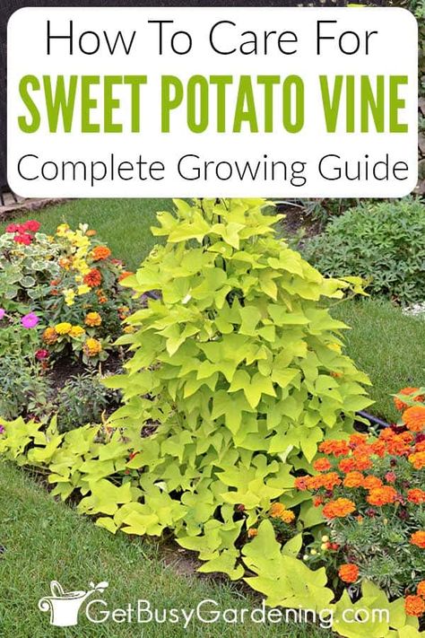 Are you looking for fast-growing ground cover or pot filler? A sweet potato vine can be a great, easy-to-grow option for beginners. My detailed guide about ornamental sweet potato vine care will help you learn the ins and outs so you can pick the best varieties for your space and understand how to take care of them. Learn about sun, water, and soil requirements plus get tips on pruning, repotting, propagation and much more. You’ll know exactly how to get it thriving in your garden in no time. Bugs Eating Sweet Potato Vine, Potato Vines How To Grow, Sweet Potato Vines Ground Cover, How To Grow A Sweet Potato Vine, Sweet Potato Plant Vine How To Grow, How To Grow Sweet Potato Vines, Sweet Potato Vine Planter Ideas, Sweet Potato Vines How To Grow, Sweet Potato Vine Planter