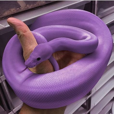 Purple Python on the South Coast of England ~.~ Aesthetics Purple, Baby Snakes, Cool Snakes, Pretty Snakes, Colorful Snakes, Snake Wallpaper, Purple Snake, Aesthetic Pins, Cute Snake