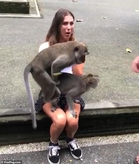 Get a room for your monkey business! Tourist is mortified as primates start ha | Daily Mail Online Two Monkeys, Monkey Forest, High Pictures, E Sports, Monkey Business, Trendy Nail Design, Farm Heroes, Poses For Photos, Primates