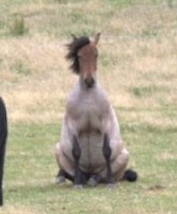 Tumblr Funny, Horse Sitting, Silly Animals, Six Feet Under, 귀여운 동물, Animal Memes, Cute Funny Animals, Bones Funny, Funny Posts