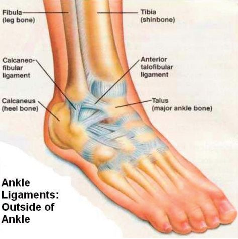 The Anterior Talofibular Ligament is under maximum tension during Plantar Flexion Torn Ligament In Ankle, Ankle Anatomy, Ankle Strengthening, Ankle Ligaments, Ankle Sprain, Ankle Surgery, Ligament Tear, Leg Bones, Ligament Injury
