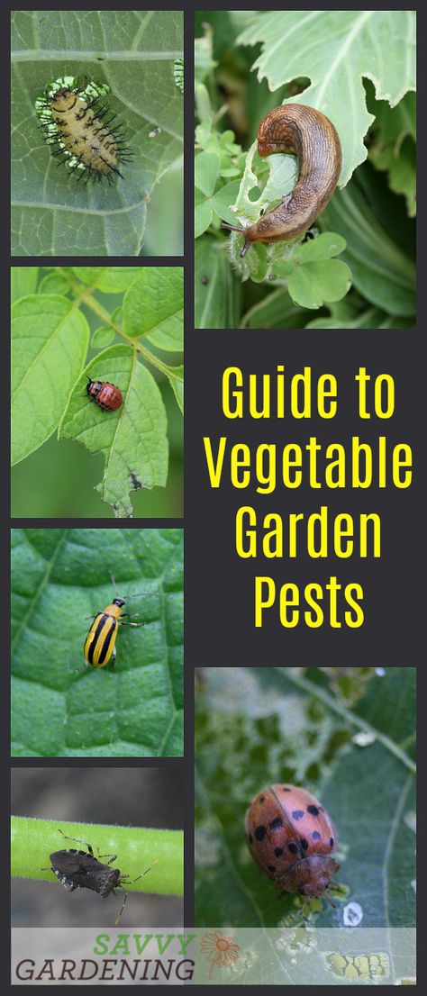 An easy-to-use, straightforward guide to vegetable garden pests. Garden Pests Identification, Vegetable Garden Boxes, Vegetable Garden Planner, When To Plant Vegetables, Garden Layout Vegetable, Indoor Vegetable Gardening, Garden Pest Control, Organic Vegetable Garden, Backyard Vegetable Gardens