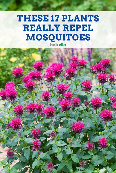 Which of your favorite herbs, vegetables and flowers do mosquitoes absolutely hate? Grow these plants to eliminate mosquito bites and itching this year... Mosquito Repelling Landscaping, Mosquitoes Repellent Plants, Plants That Ward Off Mosquitos, Mosquito Planters Patio, Best Plants To Repel Mosquitoes, Plants For Insect Repellent, What Plants Repel Mosquitos, Anti Mosquito Garden, Mosquito Repelling Plants Perennial