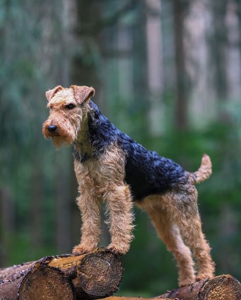 Airedale Terrier Scottish Terrier, Bearded Collie, Country Living Uk, Protective Dogs, Giant Schnauzer, Best Weekend Getaways, Farm Dogs, Scottish Terriers, Best Brushes