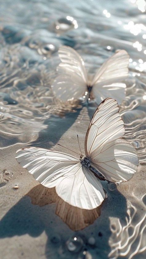 ♔ Art de Papillons Fantastiques Desktop Wallpaper Backgrounds Aesthetic, Phone Wallpaper Desktop, Peisaj Abstract, Desktop Wallpaper Backgrounds, Wallpaper Backgrounds Aesthetic, Beautiful Butterfly Pictures, Cute Summer Wallpapers, Iphone Wallpaper Stills, Beautiful Butterflies Art