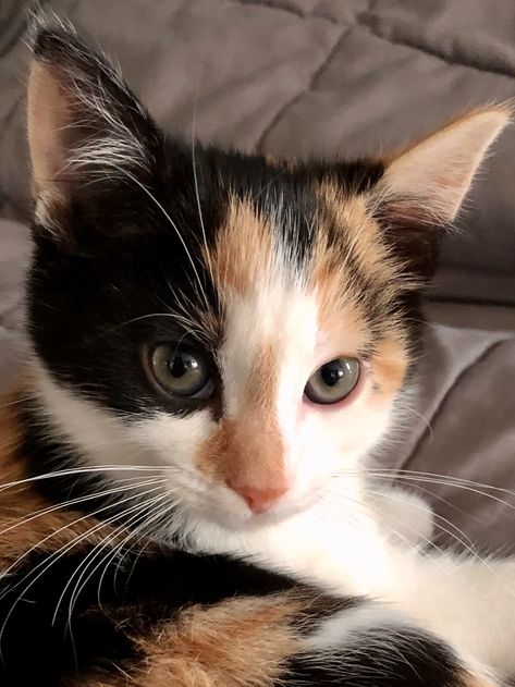 Pretty Calico kitten named Penny. Dark Calico Cat, Calico Cat Kitten, Calico Kitten Aesthetic, Calico Cats Aesthetic, Calico Aesthetic, Calico Cat Aesthetic, Kitten Calico, Calico Cat Names, Cats Calico