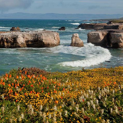 Point Buchon San Luis Obispo County, California has one of the best seaside poppy meadows. Approximately 6 km long and up to 0.8 km wide stretch of seaside plain is covered with millions of bright orange California poppies. // localadventurer.com Los Angeles, Nature, San Luis Obispo California Photography, California Wildflowers, San Luis Obispo California, Orange California, California Poppies, Beautiful California, Flower Fields