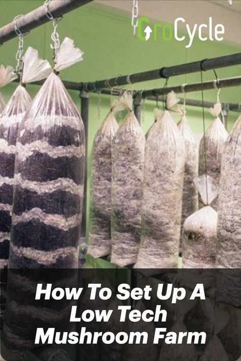 How To Set Up A Low Tech Mushroom Farm Permaculture, Mushrooms To Grow At Home, Growing Oyster Mushrooms, Oyster Mushrooms Growing, Growing Enoki Mushrooms, Growing Oyster Mushrooms At Home, Grow Mushrooms From Scraps, Mushroom Growing Room, Growing Mushrooms At Home Diy