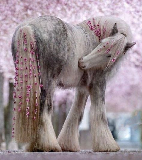 Cai Sălbatici, Cute Horse Pictures, Rasy Koni, Beautiful Horse Pictures, Big Horses, Funny Horses, Horse Aesthetic, Tapeta Galaxie, Animale Rare