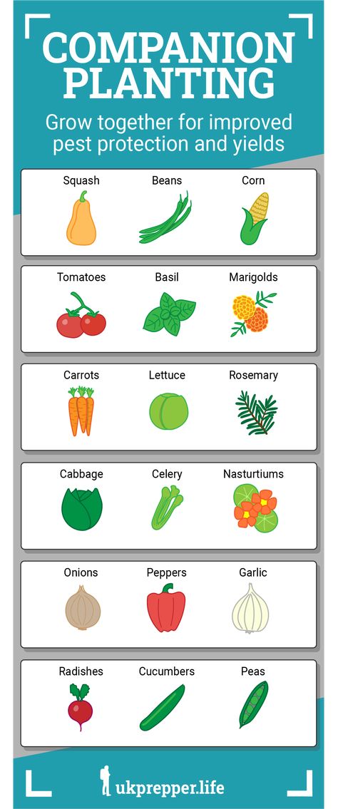 An infographic with examples of companion planting for increased yields and pest resistance. The Three Sisters Garden, The 3 Sisters Gardening, How To Group Plants Together, 3 Sister Companion Planting, 3 Sisters Gardening, Plant Families Chart, Garden Size Family Of 4, Three Sisters Gardening, 3 Sisters Garden Layout