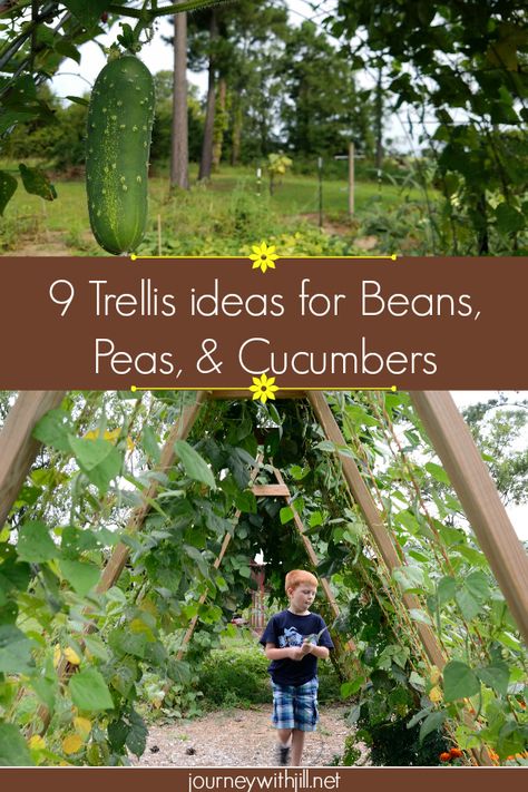 These 9 Trellis Ideas for Beans, Peas, & Cucumbers are completely doable even for a beginner! While some ideas may require two people, many you can do by yourself to grow your garden vertically!  #verticalgardening #gardentrellis #beantrellis Green Bean Trellis, Bean Garden, Vegetable Trellis, Bean Trellis, Vegetable Garden Trellis, Vertical Container Gardening, Pea Trellis, Growing Beans, Cucumber Trellis