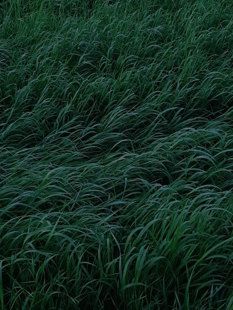 #grass #nature #dark #aesthetic #darkaesthetic #selflove #selfcare #evening #night #forest #details Soft Grass Aesthetic, Field Dark Aesthetic, Grass Aesthetic Wallpaper, Tall Grass Aesthetic, Nature Dark Aesthetic, Green Grass Aesthetic, Grass At Night, White Serpent, Grass Aesthetic