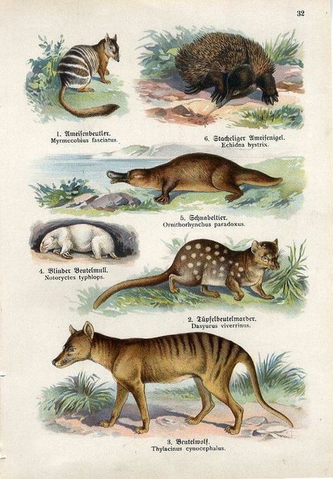 Rare Animals, Nature, Evolution Art, Australian Native Animals, Tasmanian Tiger, Australia Animals, Beast Creature, Ancient Animals, List Of Animals