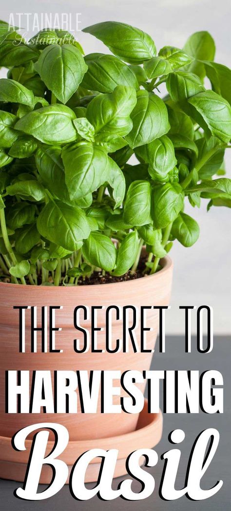 Herd Garden Ideas, Picking Basil Leaves, How To Grow A Herb Garden, Fresh Herb Garden, How To Harvest Basil Leaves, How To Use Fresh Basil, Recipes For Fresh Basil, How To Grow Herbs Outdoors, How To Harvest Herbs