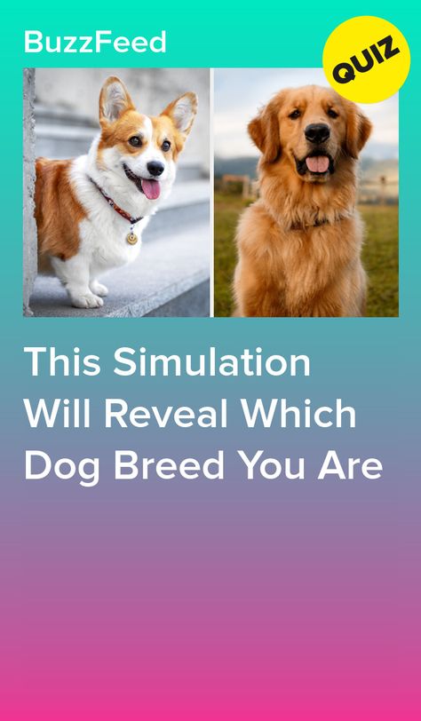 Weird Dog Breeds, Types Of Dogs Breeds List, If Dog Breeds Were People, Dog Quizzes, Puppies Aesthetic, Which Dog Are You, Quizzes Disney, Dog Breed Quiz, Dog Quiz