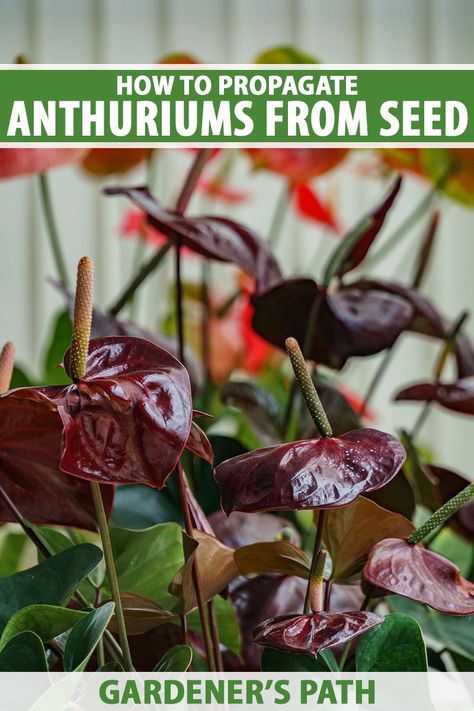 Propagate Anthurium, Anthurium Seeds, Plants From Cuttings, Anthurium Plant, Tissue Culture, Vegetable Benefits, Real Art, Propagating Plants, All About Plants