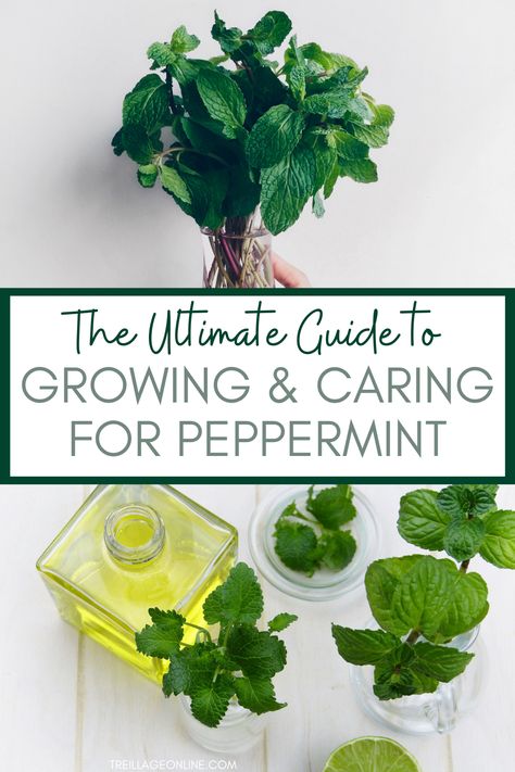 Peppermint belongs to the family of Mentha plants. This peppermint plant guide will help you with knowing how to grow and care for peppermint with ease. #gardening #herbs #gardeningtips How To Care For Peppermint Plant, Pepermint Plant, Growing Peppermint, Peppermint Plant, Peppermint Water, Peppermint Herb, Gardening Herbs, Patio Gardening, Peppermint Plants