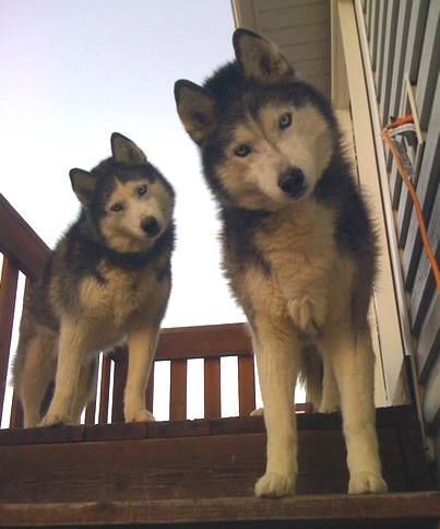 Husky Pups, Siberian Husky Funny, Malamute Husky, Husky Owner, Wolf Husky, Sled Dogs, Head Tilt, Husky Funny, Cute Husky