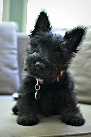 Scottish Terrier, Scotty Puppy, Scottie Puppy, Scottie Puppies, Scottish Terrier Puppy, Scotty Dog, Scottie Dogs, Scottish Terriers, Terrier Puppy