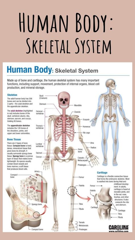 The skeleton provides support for the body, protects organs and soft tissue, and facilitates motion. Use our free Skeletal System infographic for a compact and visual summary of key skeletal system information. #humanbody #skeletalsystem #skeleton #bones #ligaments #tendons #muscles #bloodcells #skeletal #structureandfunction #anatomy #physiology #anatomyandphysiology #a&p #nursing #doctor #infographic #bodysystems #science #research Humour, The Musculoskeletal System, The Skeletal System Anatomy, Skeleton System Anatomy Notes, How To Pass Anatomy And Physiology, Skeletal System Notes Aesthetic, Skeletal System Drawing, Organs Of The Body Anatomy, Skeletal System Anatomy Notes