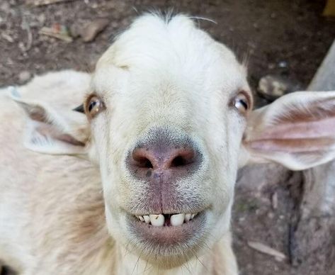 You Goats To Be Kidding: These Goats Are Ridiculously Adorable - Page 29 of 41 Money Aesthetic Philippines, Funny Goat Pictures, Tattoo Goat, Goat Picture, Goat Paintings, Goat Pen, Some Amazing Facts, Goat Barn, Goat Yoga