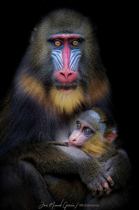 Mandrillus sphinx are large terrestrial monkeys (no longer classified with baboons) that live in the dense rainforests of Central Africa. Mandrill Monkey, Wild Animals Photography, Ape Monkey, Mandrill, Rainforest Animals, Digital Painting Techniques, Wild Animals Pictures, Central Africa, Great Ape