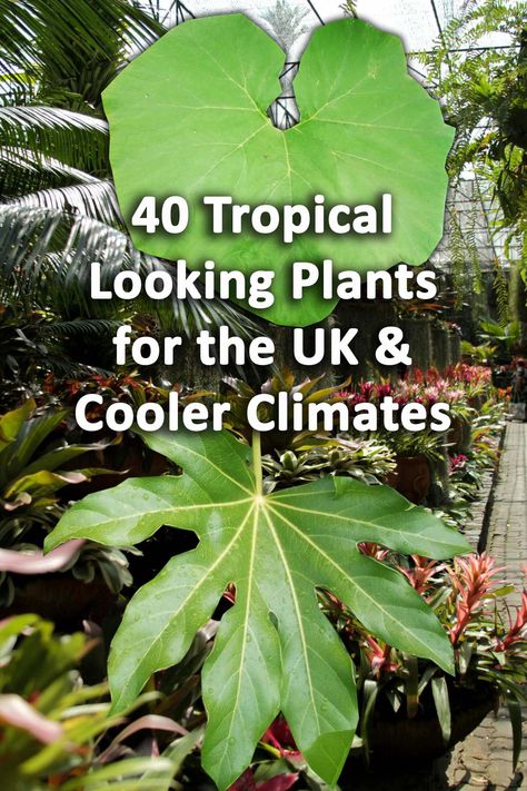 Transform your garden into a tropical paradise with these 40 tropical looking plants that thrive in the UK climate. Discover the beauty of tropical jungle gardens right in your own backyard! 😀😃😀 Uk Tropical Garden Plants, Uk Jungle Garden, Jungle Garden Ideas Uk, Tropical Border Plants, Tropical Planting Uk, Tropical Uk Garden, English Tropical Garden, Tropical Garden Uk Ideas, Small Tropical Garden Uk