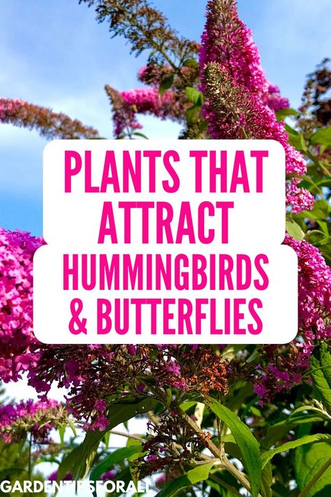 What Attracts Hummingbirds, Flowers That Attract Hummingbirds And Butterflies, Landscaping With Butterfly Bushes, Flowers For Butterfly Garden, Plants For Butterflies And Hummingbirds, Plants Hummingbirds Like, How To Attract Butterflies To Garden, Butterfly Attracting Plants, How To Make A Butterfly Garden