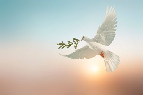 white dove or white pigeon carrying olive leaf branch on pastel background and clipping path and international day of peace ,Pray for Ukraine and No war concept Orange Bath Rug, Peace Pigeon, Dove With Olive Branch, Olive Branch Tattoo, Dove Images, Day Of Peace, White Pigeon, Dove Pictures, International Day Of Peace