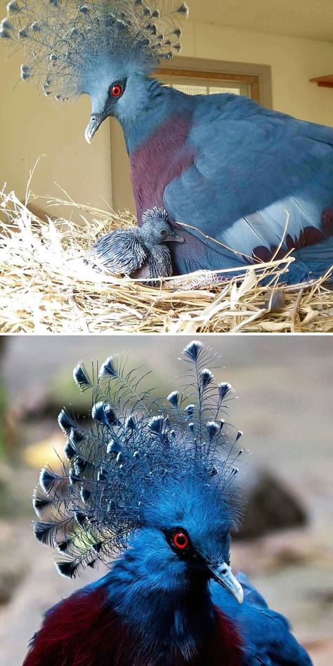 Victoria Crowned Pigeon Beautiful Pigeons, Jacobin Pigeon, Lahore Pigeon, Types Of Pigeons, Tumbler Pigeons, Fantail Pigeon, Crowned Pigeon, Nicobar Pigeon, Green Pigeon