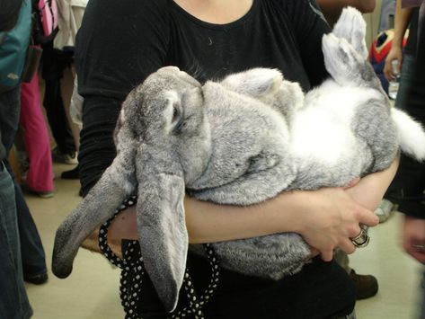 Yes, these giant rabbits really do exist, and yes, you can have one in your house if you want it. Plus: exclusive video! Flemish Giant Rabbit, Pet Rabbit Care, Giant Rabbit, Flemish Giant, Giant Bunny, Pet Bunny Rabbits, Rabbit Breeds, Big Bunny, Fluffy Bunny