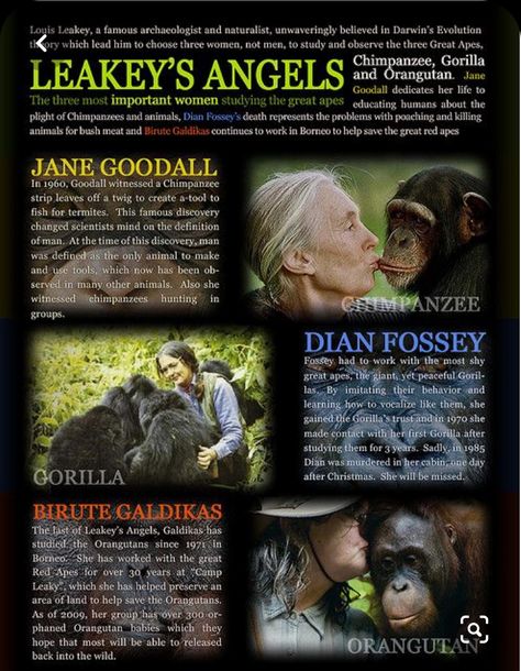 Nature, Women Studying, Evolution Theory, Darwin Evolution, Gorillas In The Mist, Dian Fossey, Gorilla Gorilla, Day After Christmas, Angel Posters