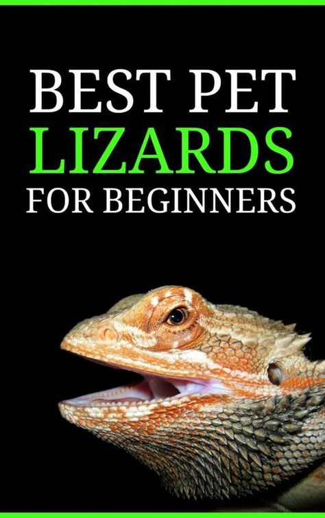 Looking for your very first pet lizard? This list discusses the top pet lizards for beginners and sets you on the right footing for successful reptile-ownership! Nature, Iguanas, Caiman Lizard, Lizard Logo, Reptile Pets, Pet Reptiles, Funny Lizards, Lizard Tank, First Pet