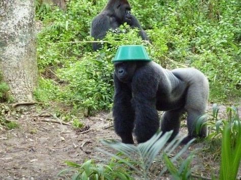 “Oh this hat? Yes, I did make it myself, for this fine occasion ACTUALLY.” | 21 Zoo Animals Partying Their Way Through The Government Shutdown Tumblr, Gorilla Funny, Zoo Animal Party, Dallas Zoo, Silverback Gorilla, Gato Grande, Monkey Pictures, Cuadros Star Wars, Great Ape