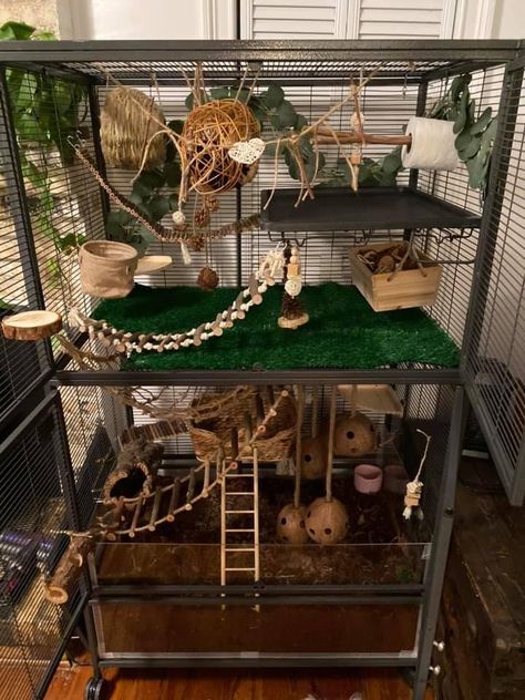 Rat Cage Decor, Bioactive Rat Cage, Critter Nation Cage Ideas, Natural Rat Cage, Sugar Glider Cage Ideas, Rat Enclosure, Rat Cage Setup, Chinchilla Cage Ideas, Ferret Cage Ideas