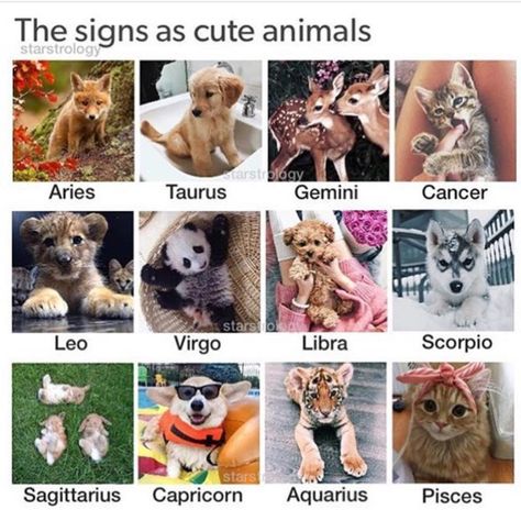 Burçlara göre en sevimli hayvanlar Dog Zodiac, Zodiac Signs Animals, Fav Animal, Zodiac Sign Fashion, Zodiac Signs Chart, Sagittarius Scorpio, Zodiac Funny, Zodiac Signs Virgo, Zodiac Signs Sagittarius